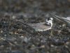 Black Tern at Southend Seafront (Steve Arlow) (118307 bytes)
